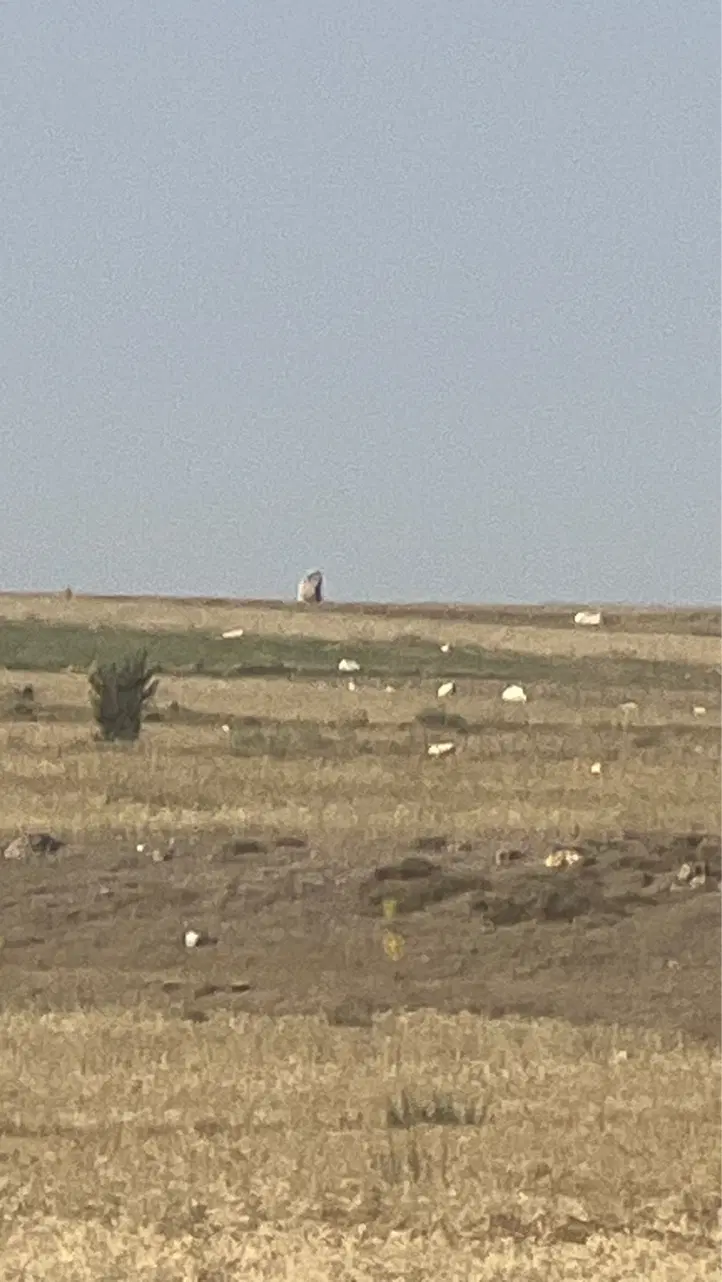 فروش زمین زراعی در سرعین