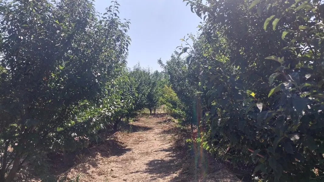 فروش باغ