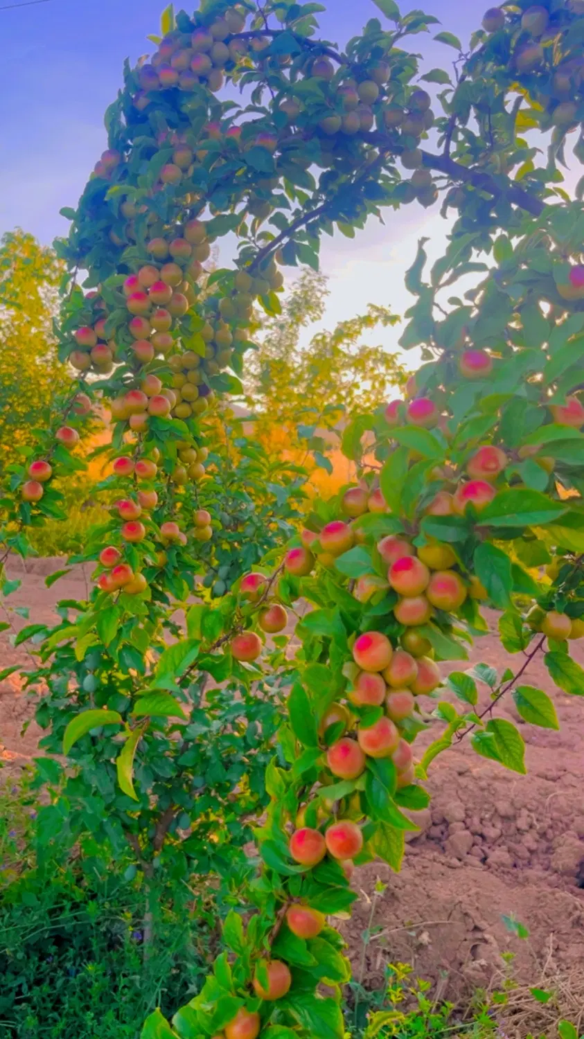 زمین دونبش بلوار ۳۲ مهری