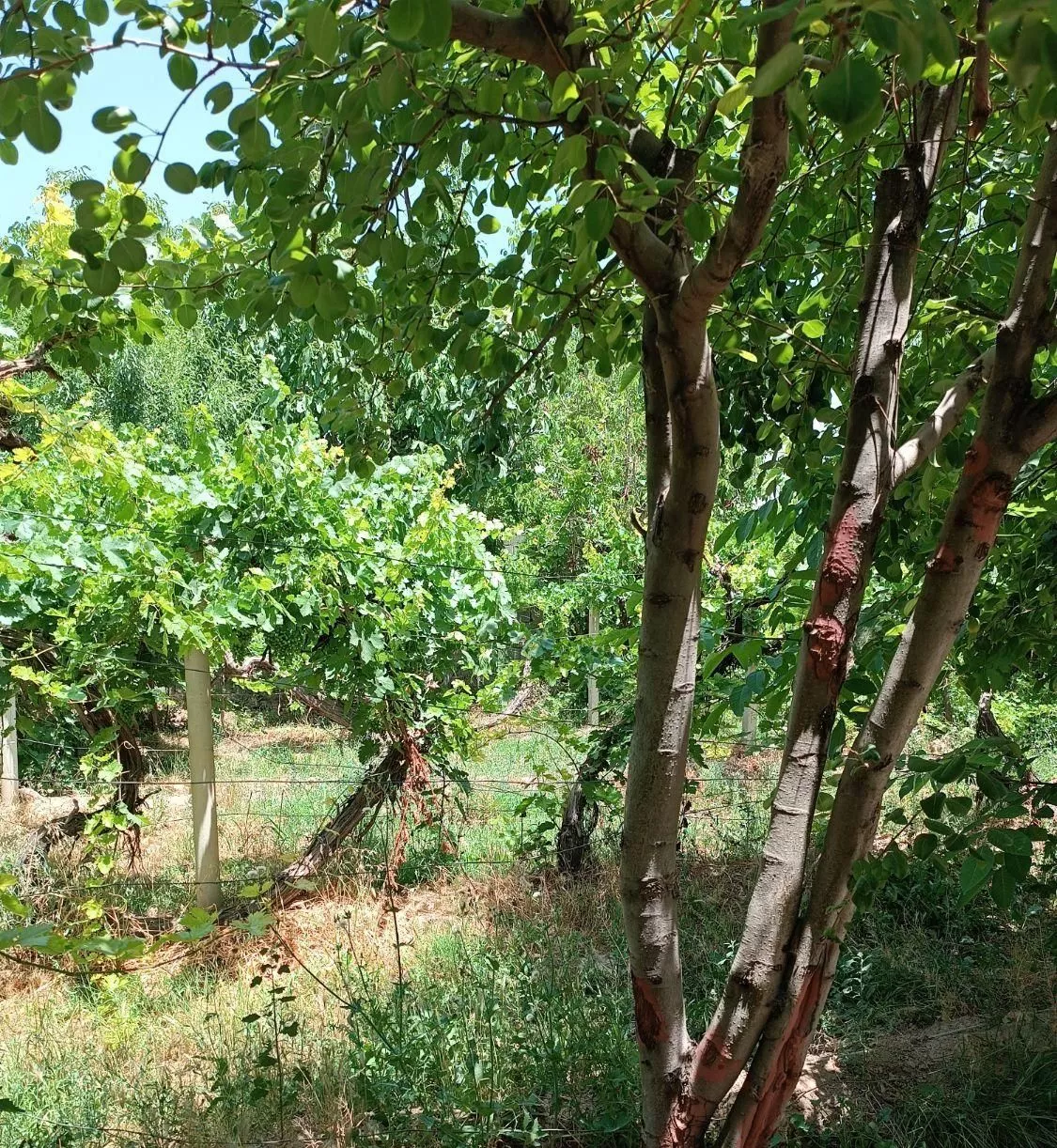باغ۵۰۰متر سنددار.چهاردیواری.اب.برق،گاز