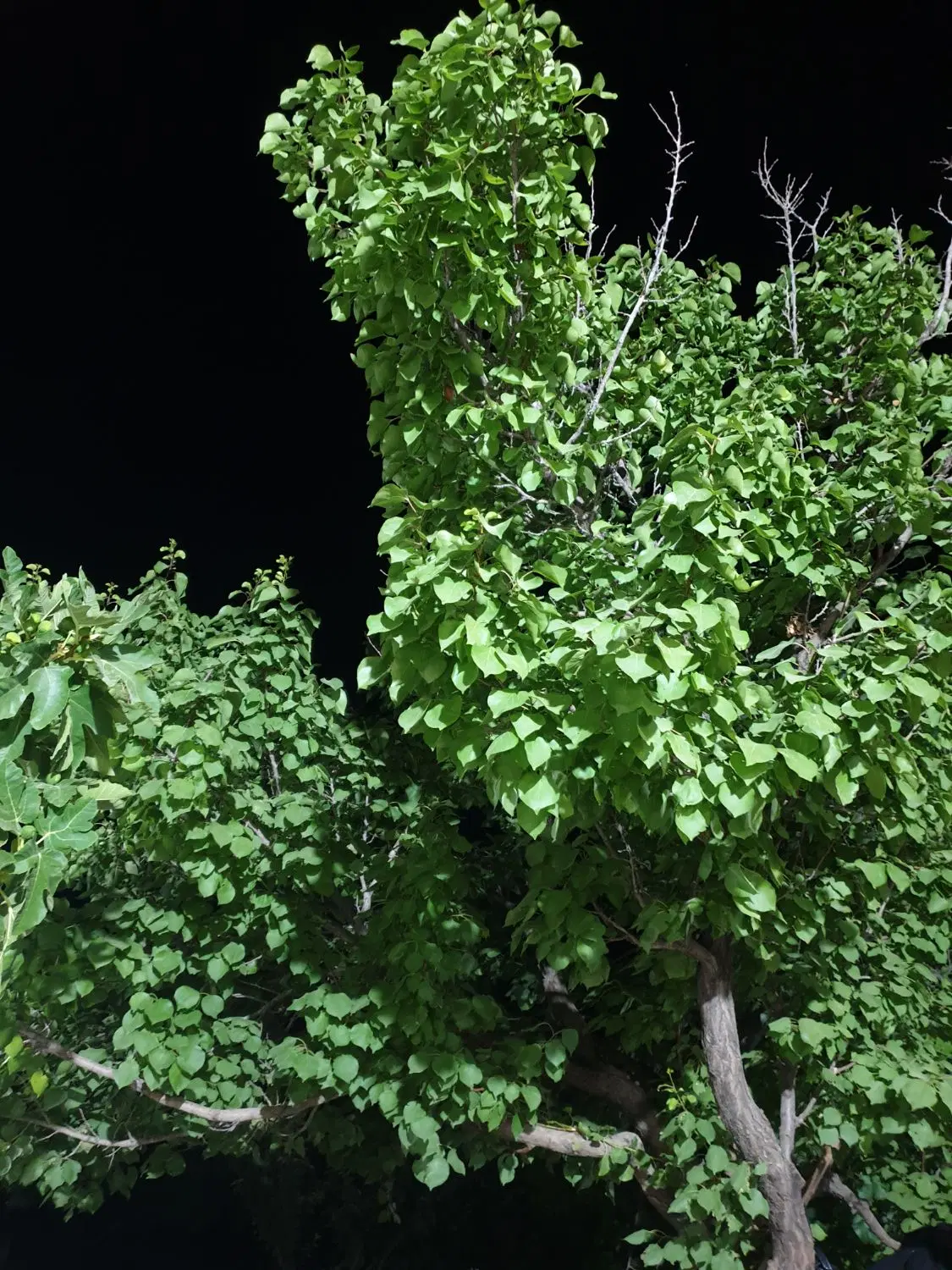 فروش باغچه واقع در رباط حسینیه