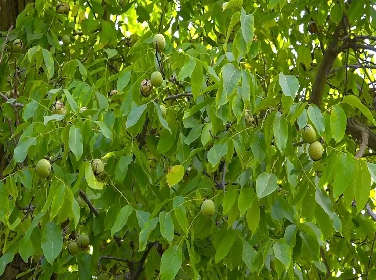 فروش باغ میوه مناسب خانواده محدوده بنارود شکرک