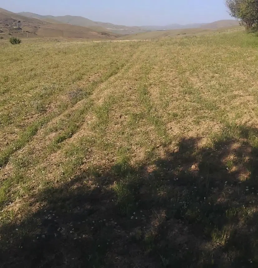 زمین کشاورزی