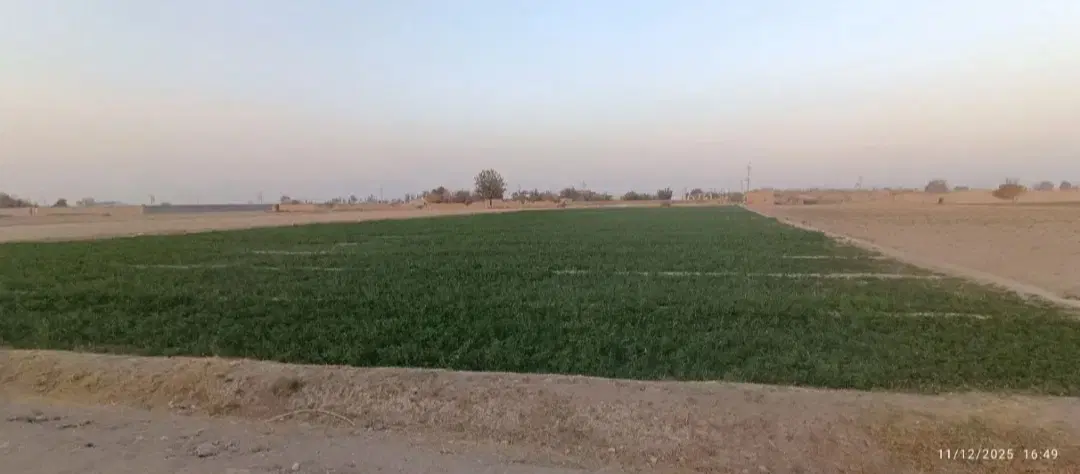 زمین کشاورزی