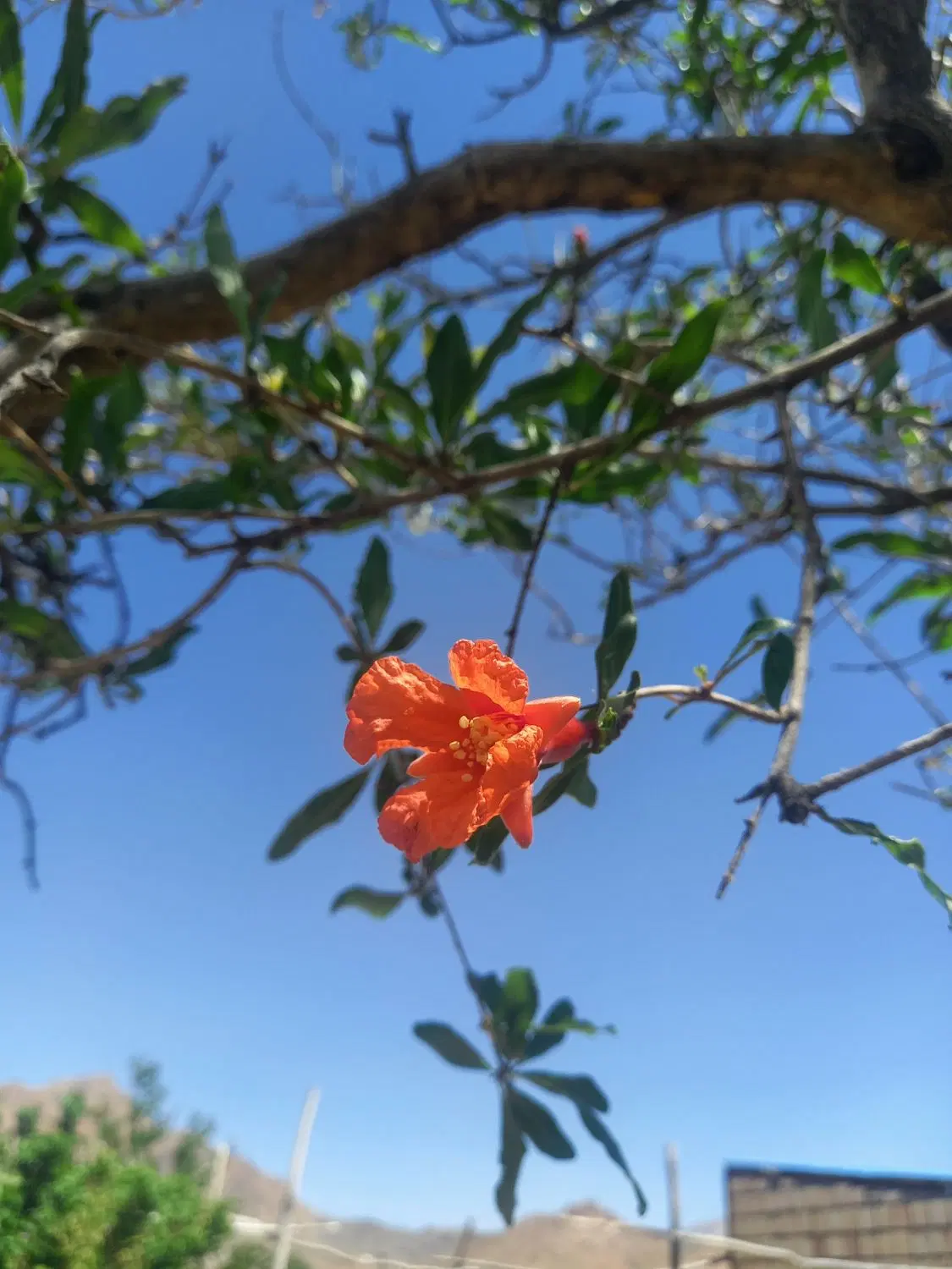 معاوضه خونه باغ با خودرو