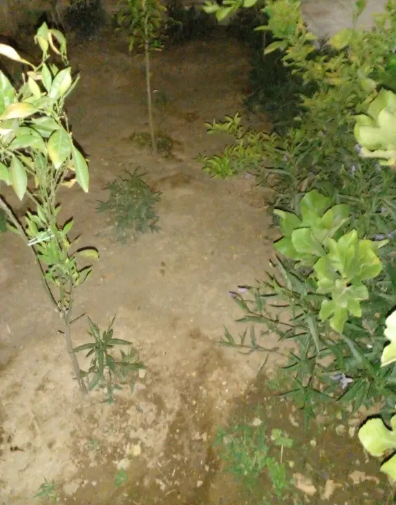 زمین فروشی کوچه نون هیزمی سند دار