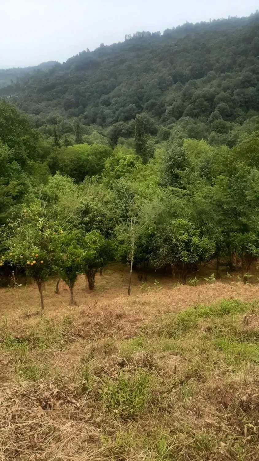 فروش زمین گاورمک