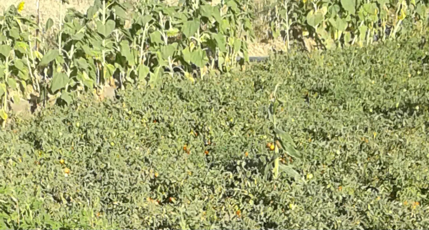 اجاره زمین کشاورزی برای گوجه