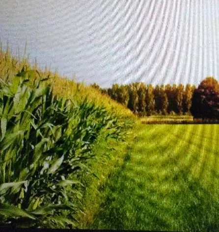 زمین کشاورزی کلاته