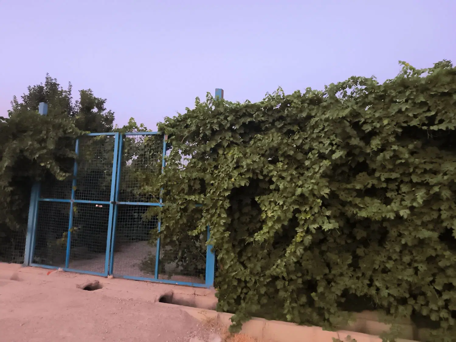باغ میوه