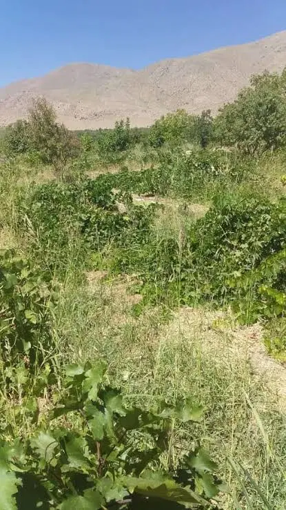 فروش دو قطعه زمین باغ