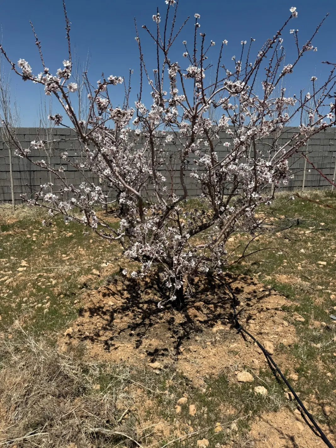 باغ با درختان ۵ساله میوه