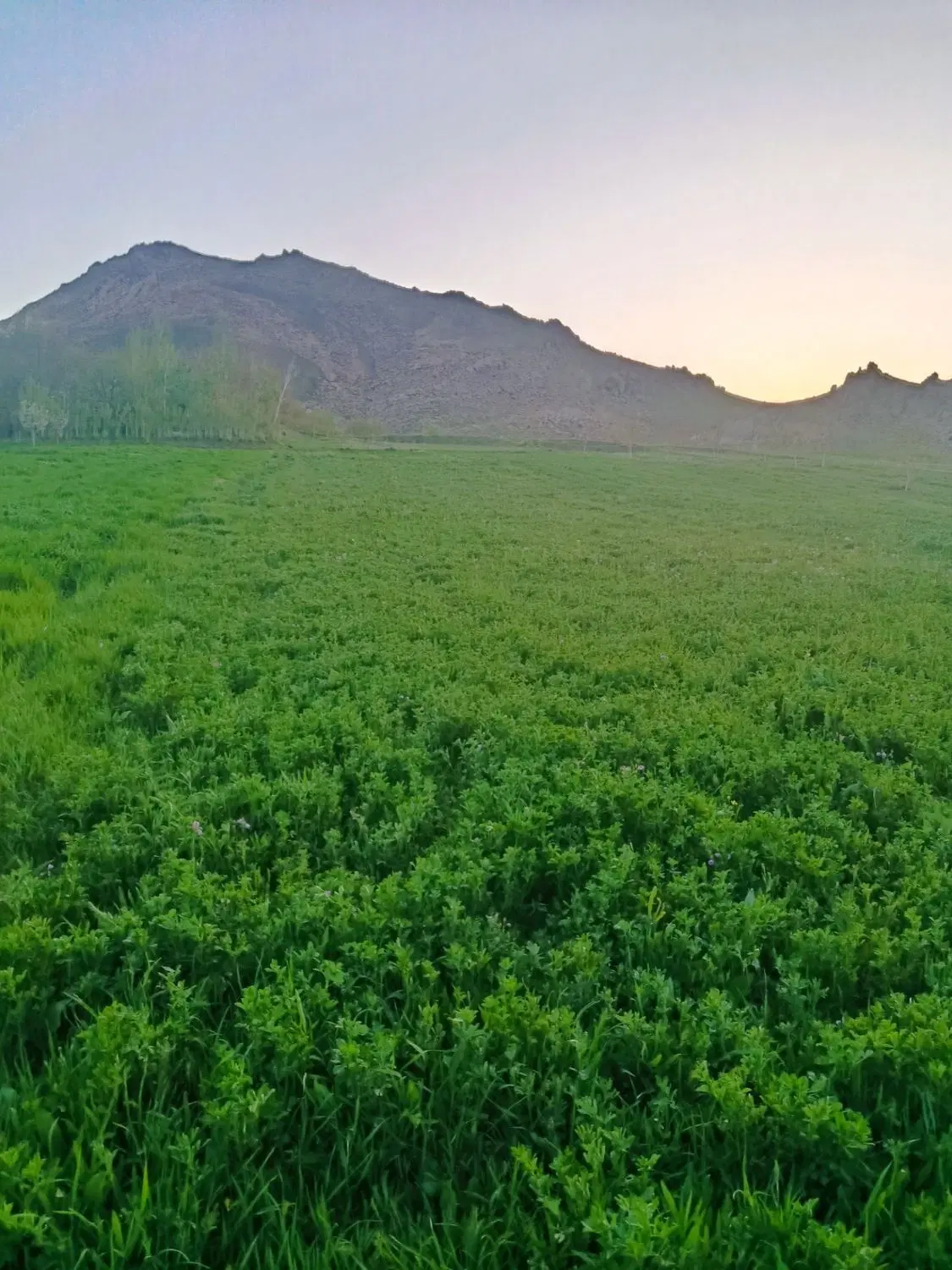 زمین کشاورزی