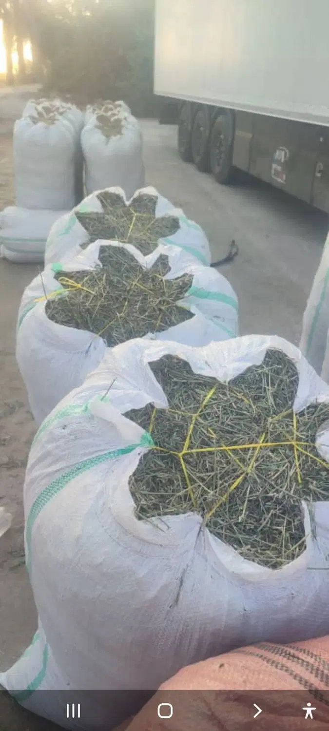 یونجه شلیف شده