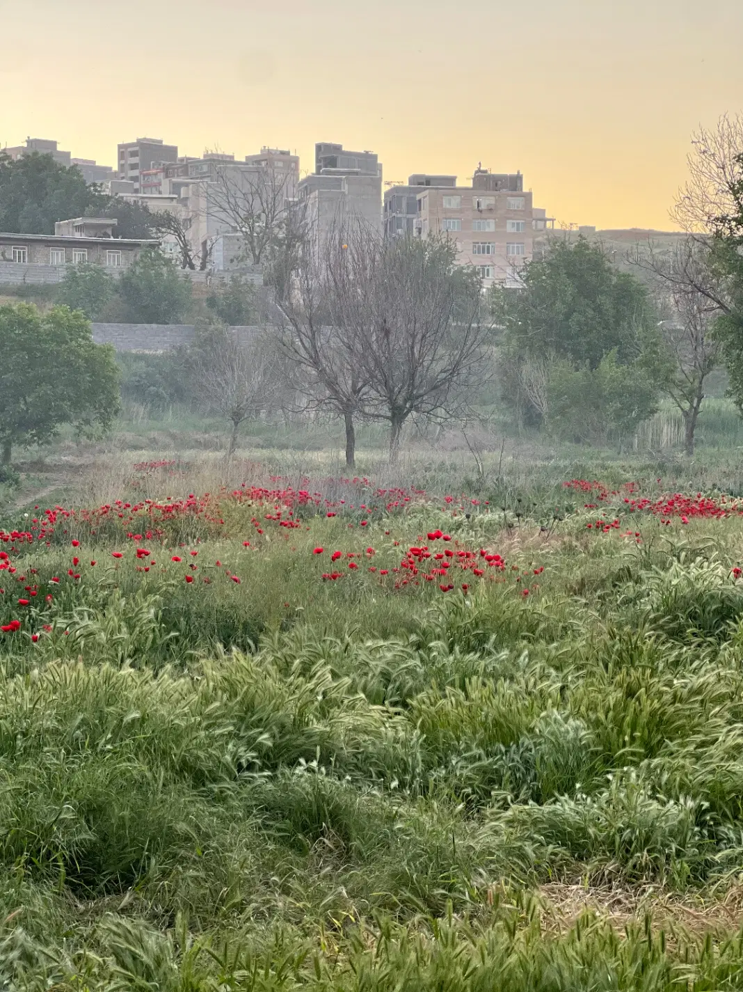 اجاره زمین داخل شهر