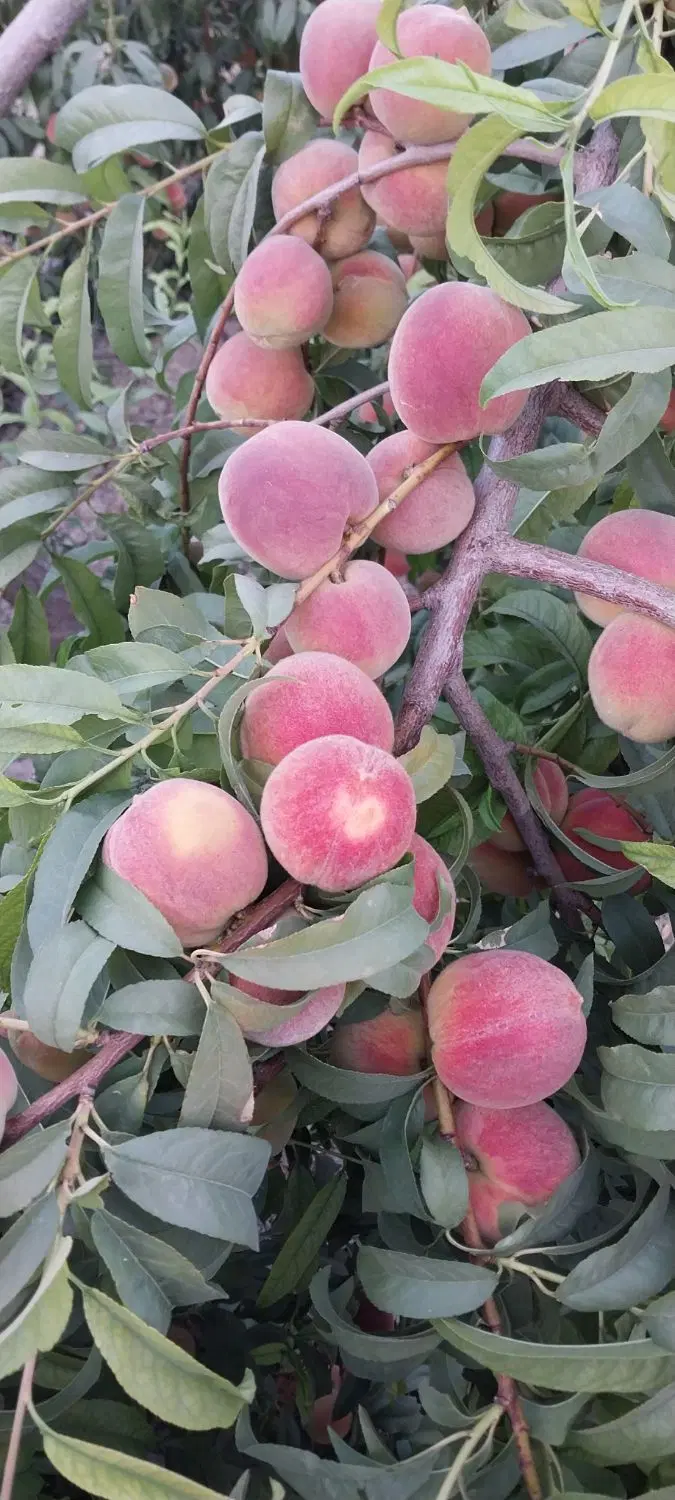 باغ 2000 متری جوهرستان