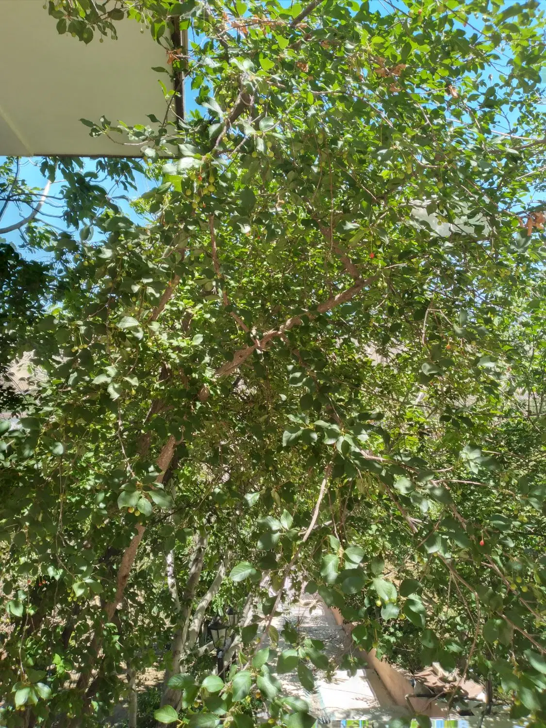 ویلا باغ یولاق