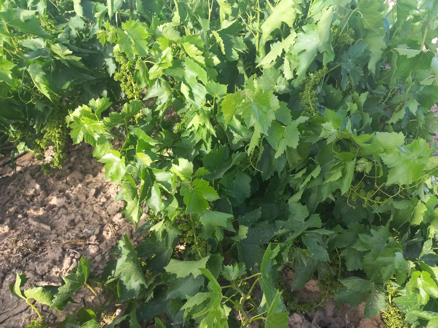 باغ سرحال و پربار