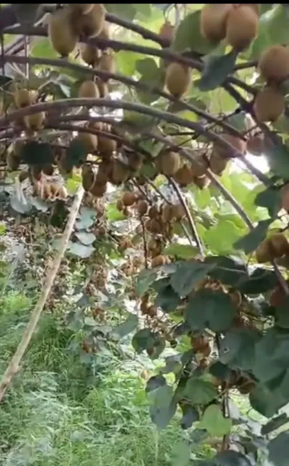 2460 متر باغ کیوی پر حاصل جنب بافت