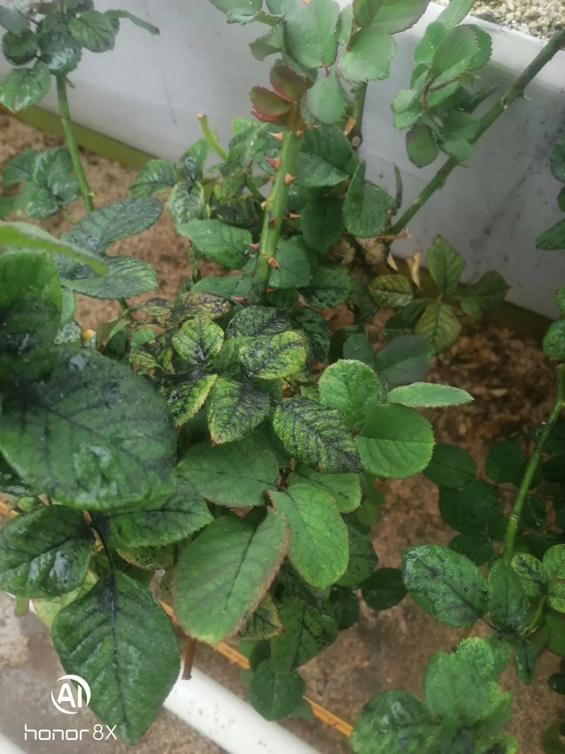 فروش زمین زراعی