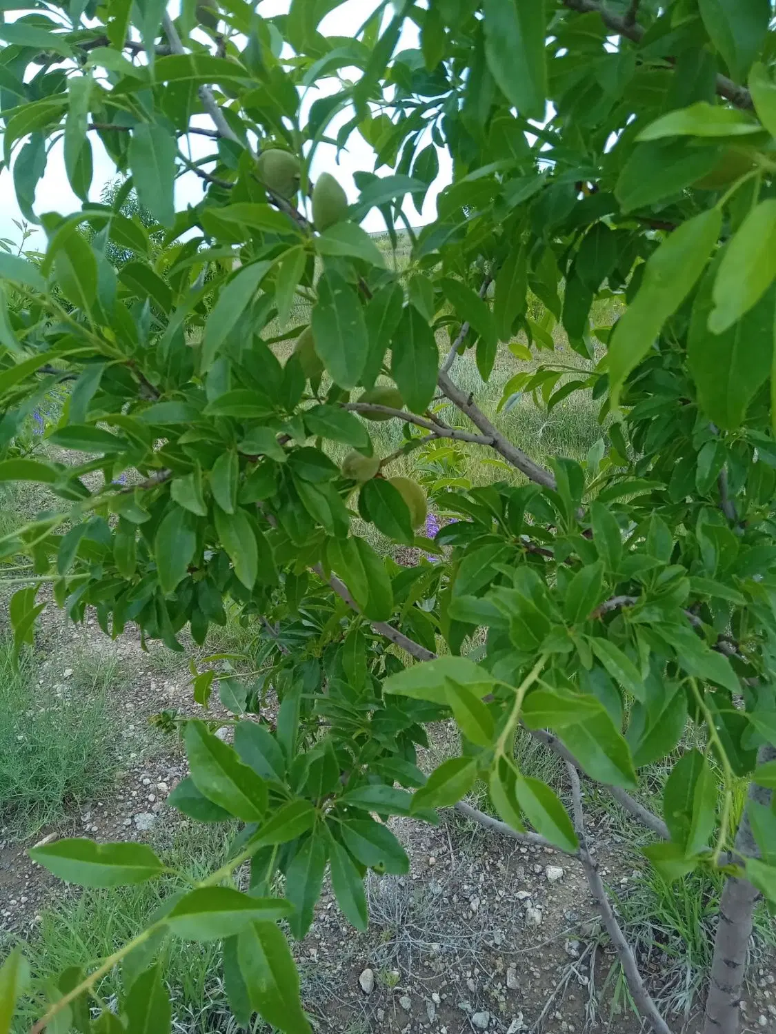باغ بادام اطراف بناب