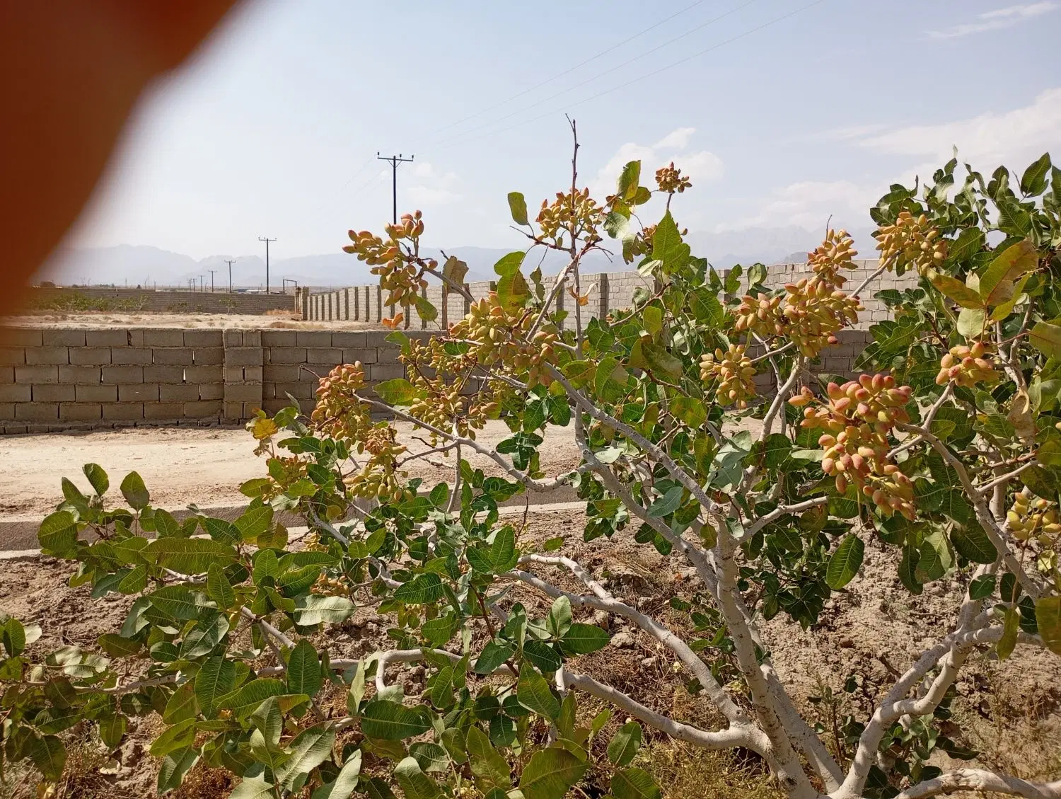 باغ پسته ابتدای جاده زرین آباد