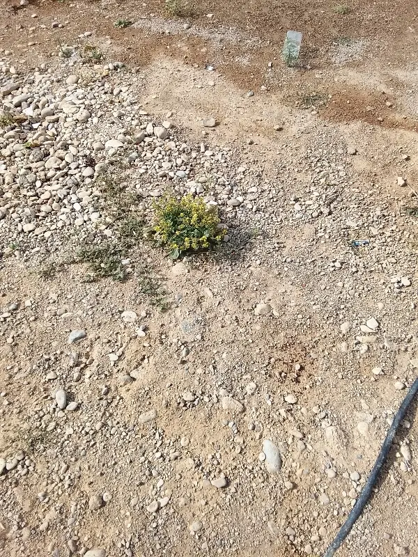 زمین 70متری مسکونی مهران