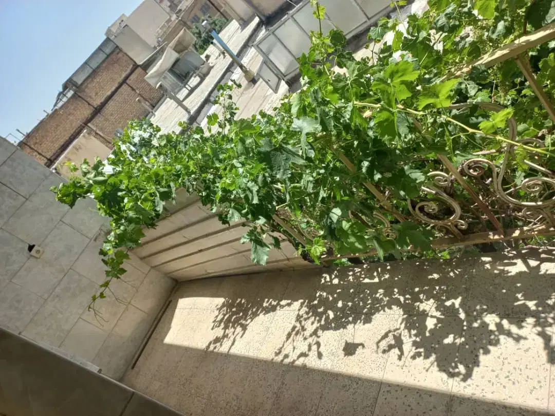 ۱۲۰ متری گاوخانه