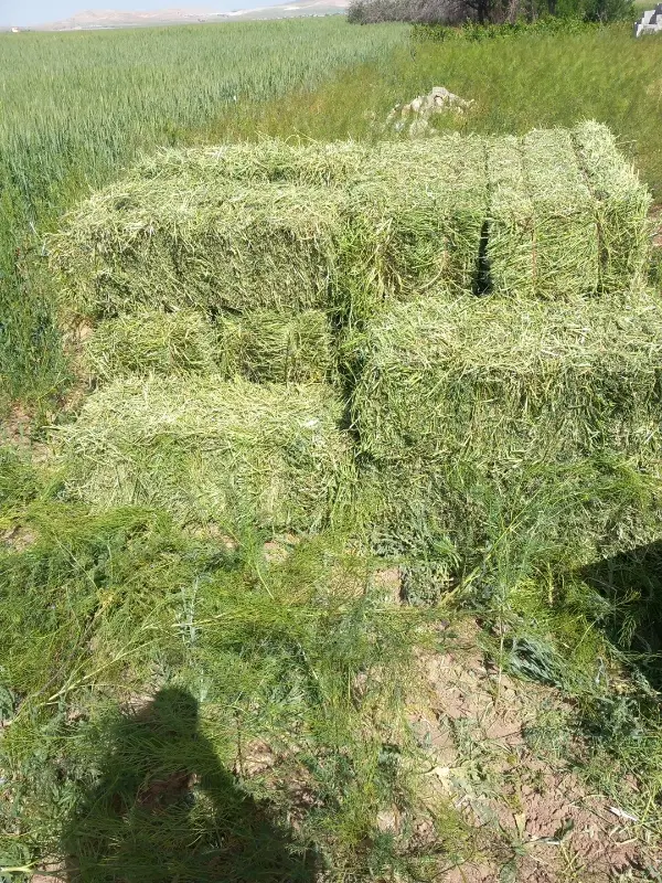 ۳۰عددپرس یونجه درجه یک