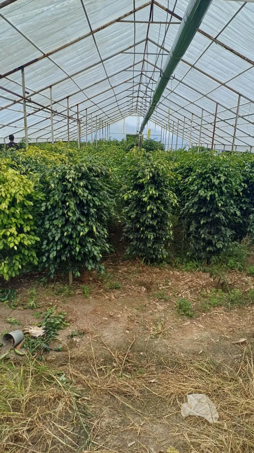باغ ۵۳۰۰ متر انشعابات آب و برق و گاز ،