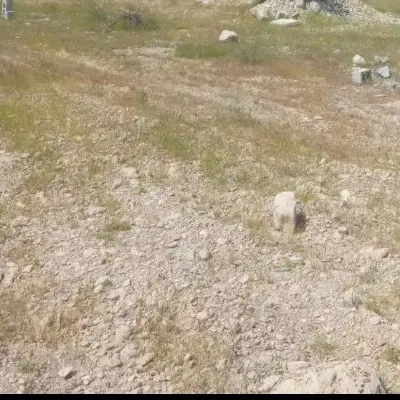 زمین باغو