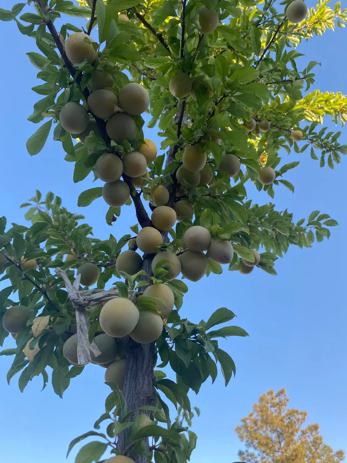 باغ ۸۰۰ متری احرار اول جاده دولت آباد