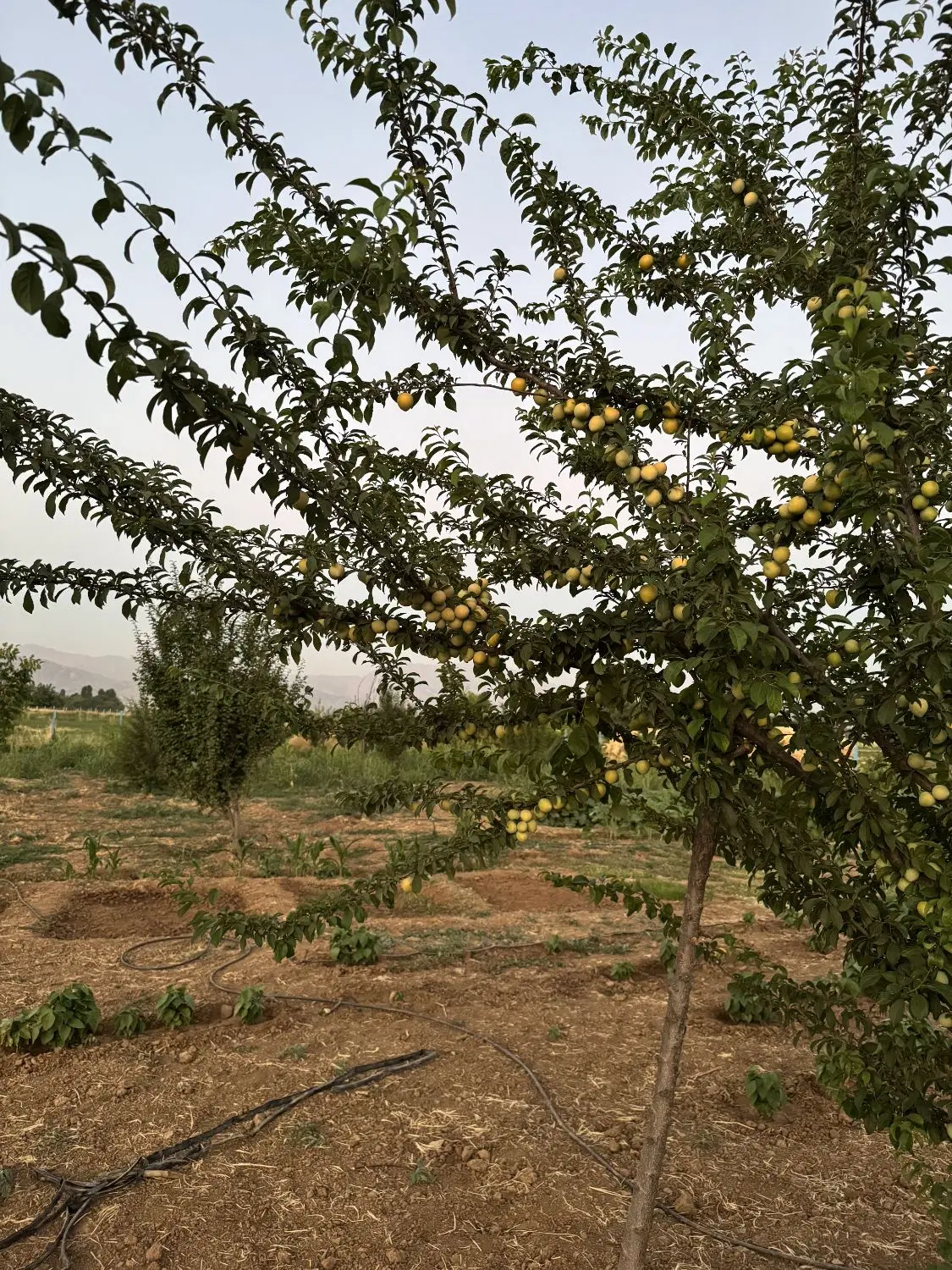 باغ .خانه باغ