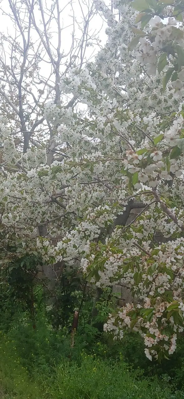 رهن خونه باغ آشتیان ۹هزارمتر
