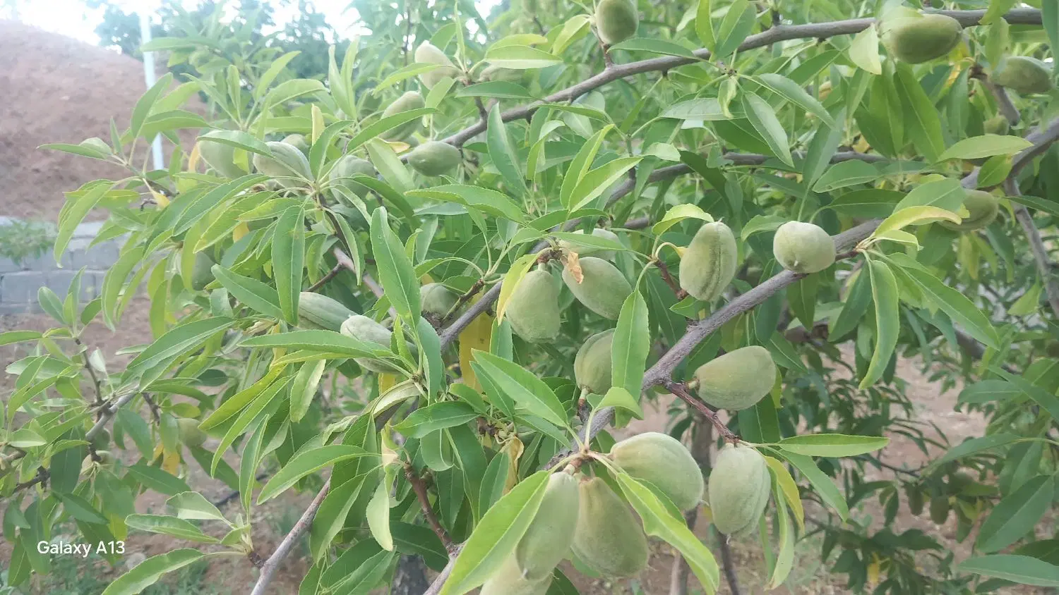 باغ میوه ۵۰۰متری