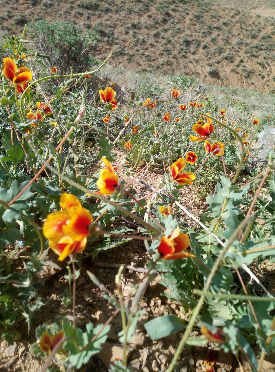 خونه باغ