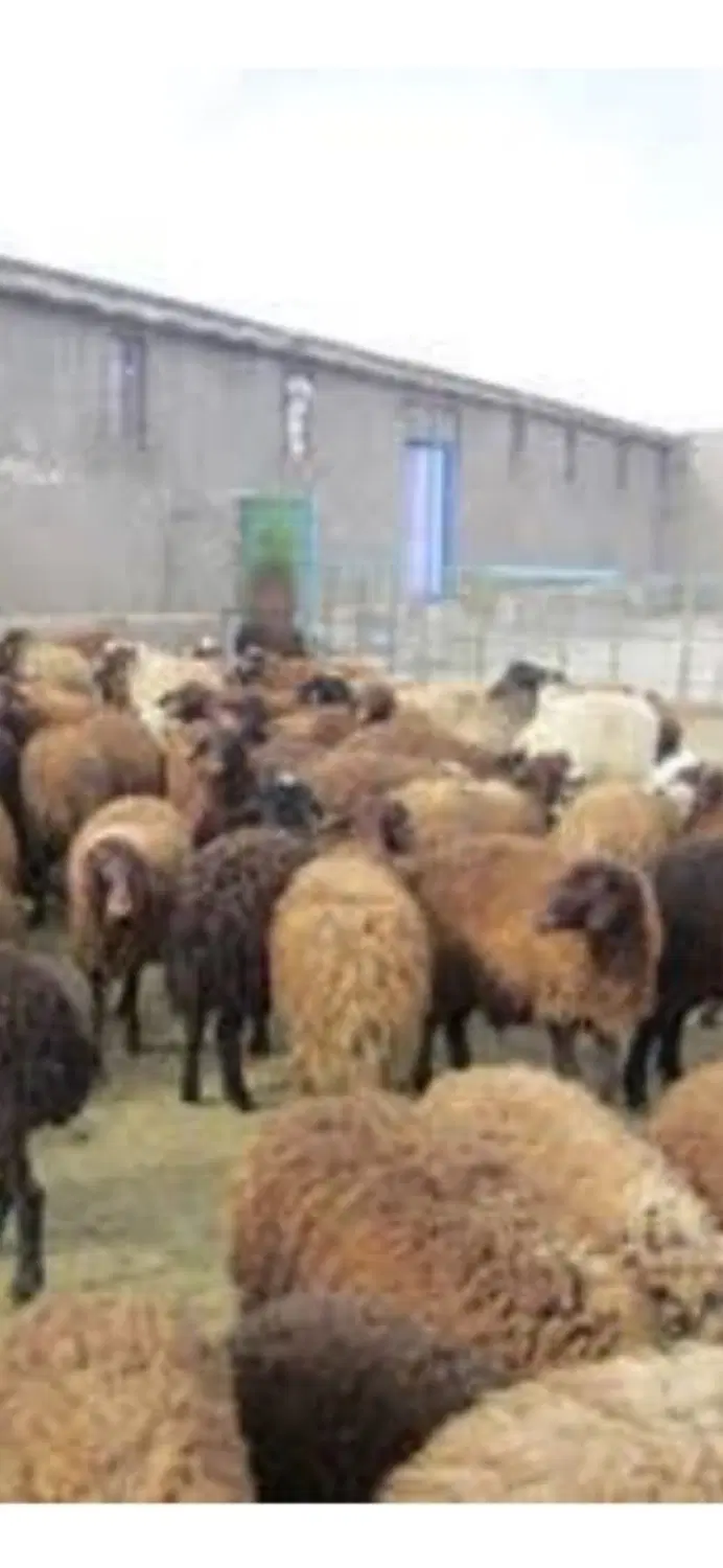 دامداری فروشی ۵۰۰ متر در سبزوار جای کمپ بهمن