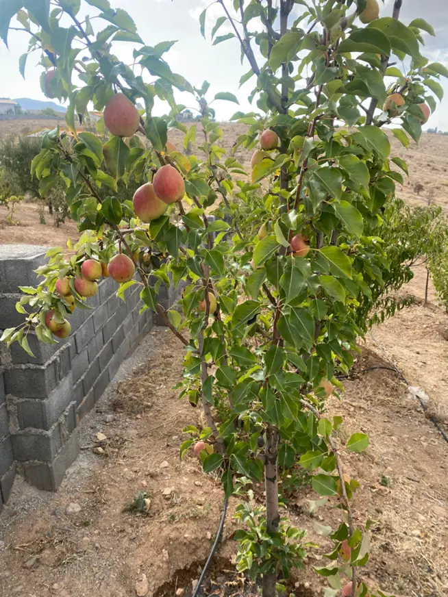 ۷۵۰ متر زمین سنددار درشهرک اسمان یا معاوضه خودرو