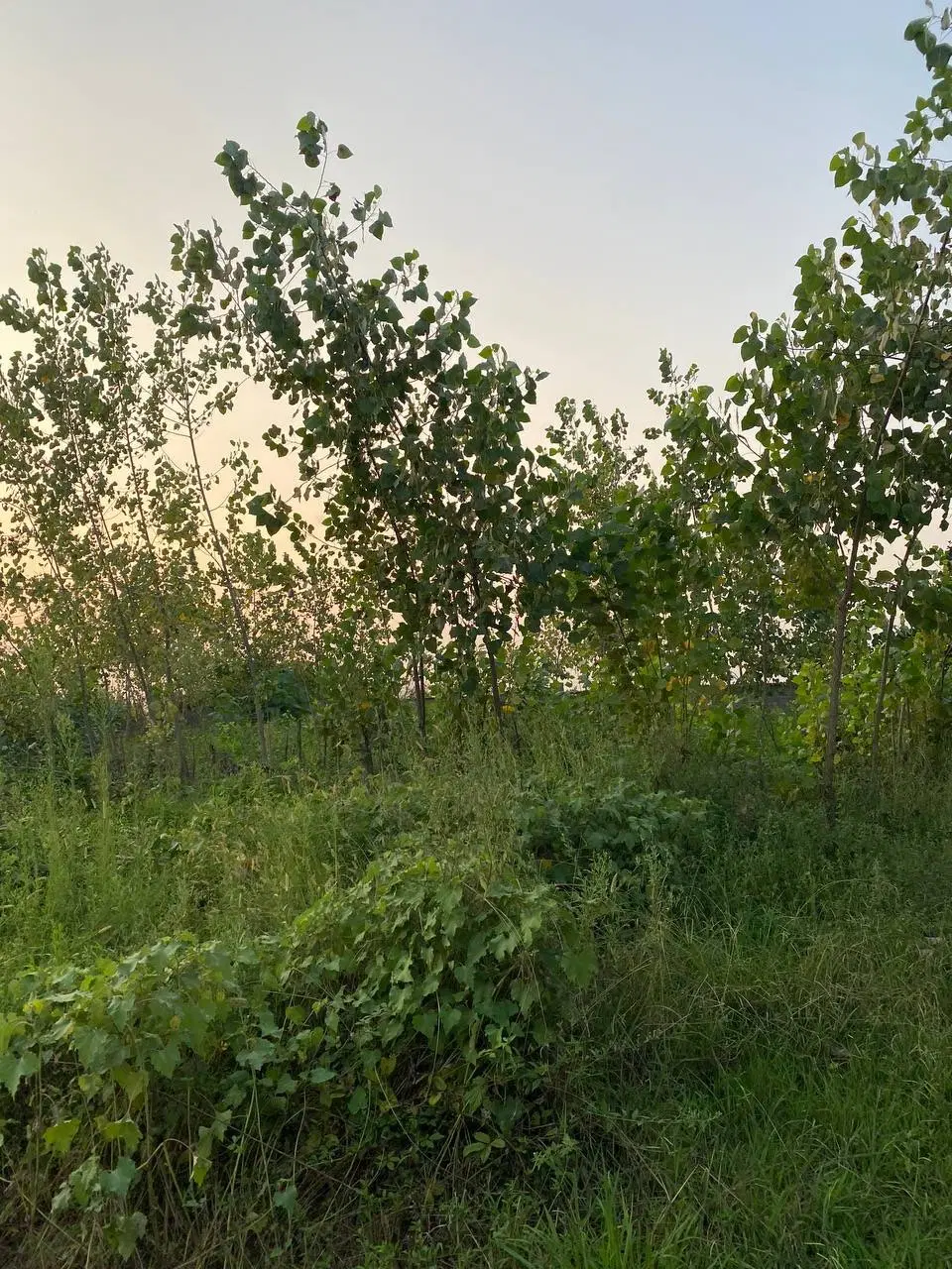 فروش فوری زمین ۵۲۸ متری_ صومعه سرا روستای سسمس