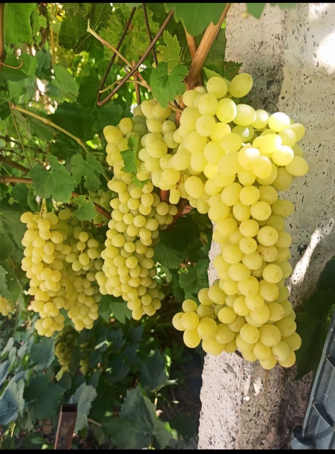 اجاره باغ انگور