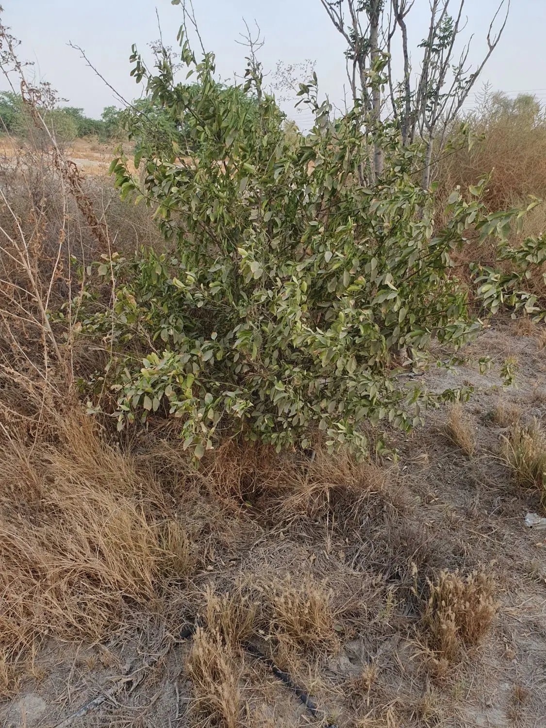 باغ لیموونخل