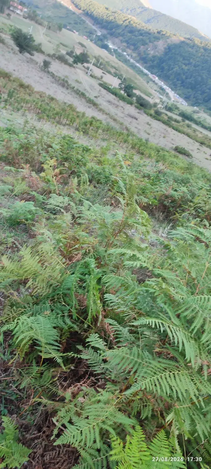 زمین حیران روستای سیج