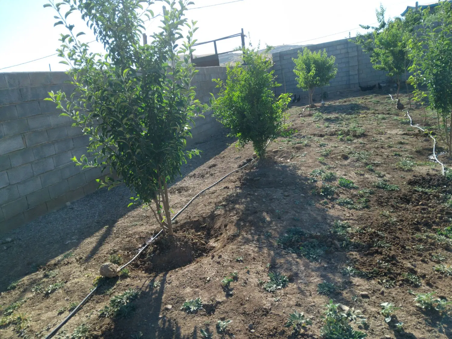 فروش باغ سراب نیلوفر