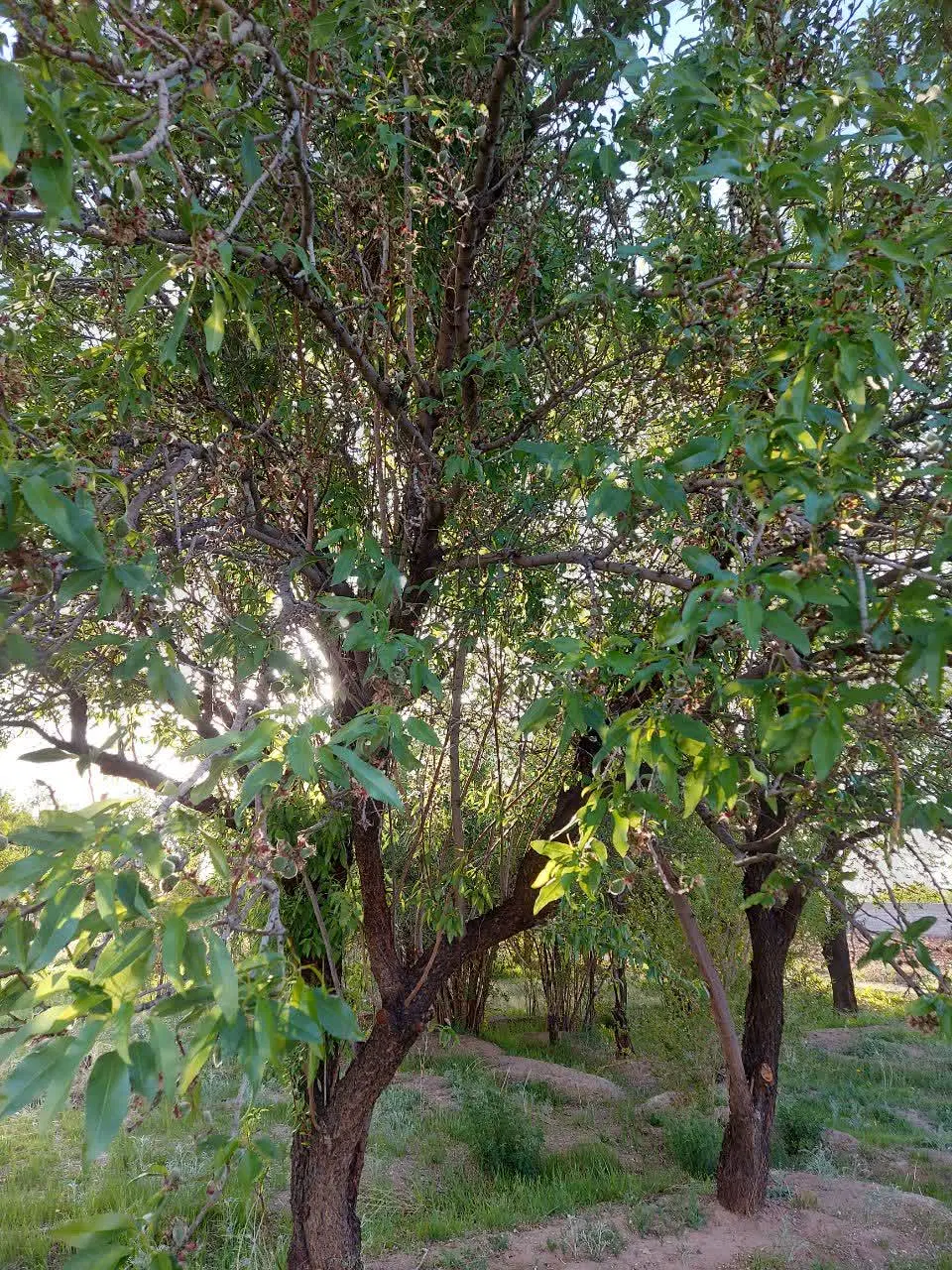 باغ فروشی اسماعیل آباد جوپار
