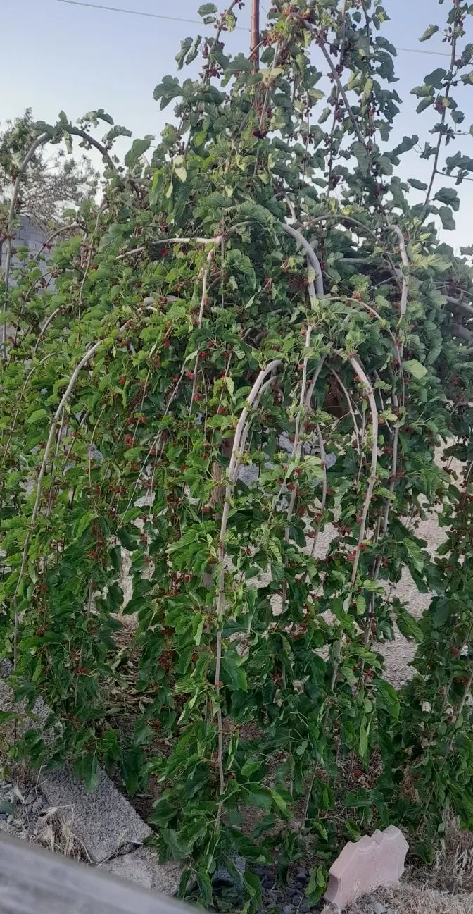 باغ و زمین