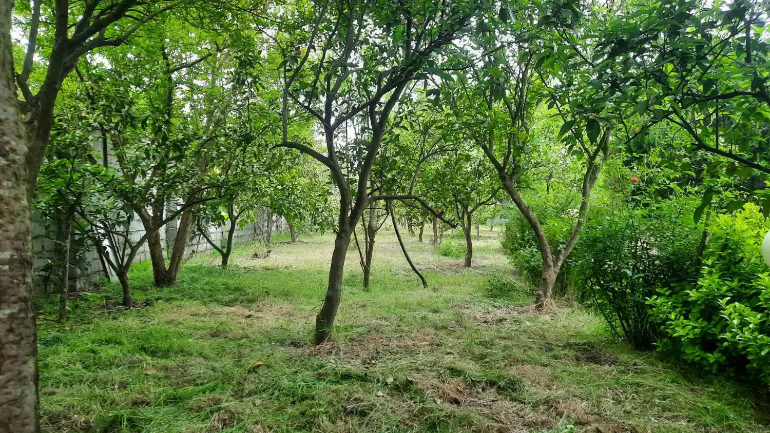 خونه باغ۱۵۰۰متر دربابلسر