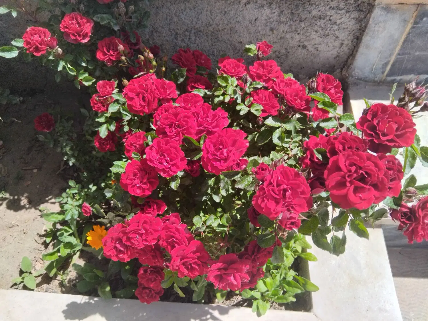 زمین باغی گوار