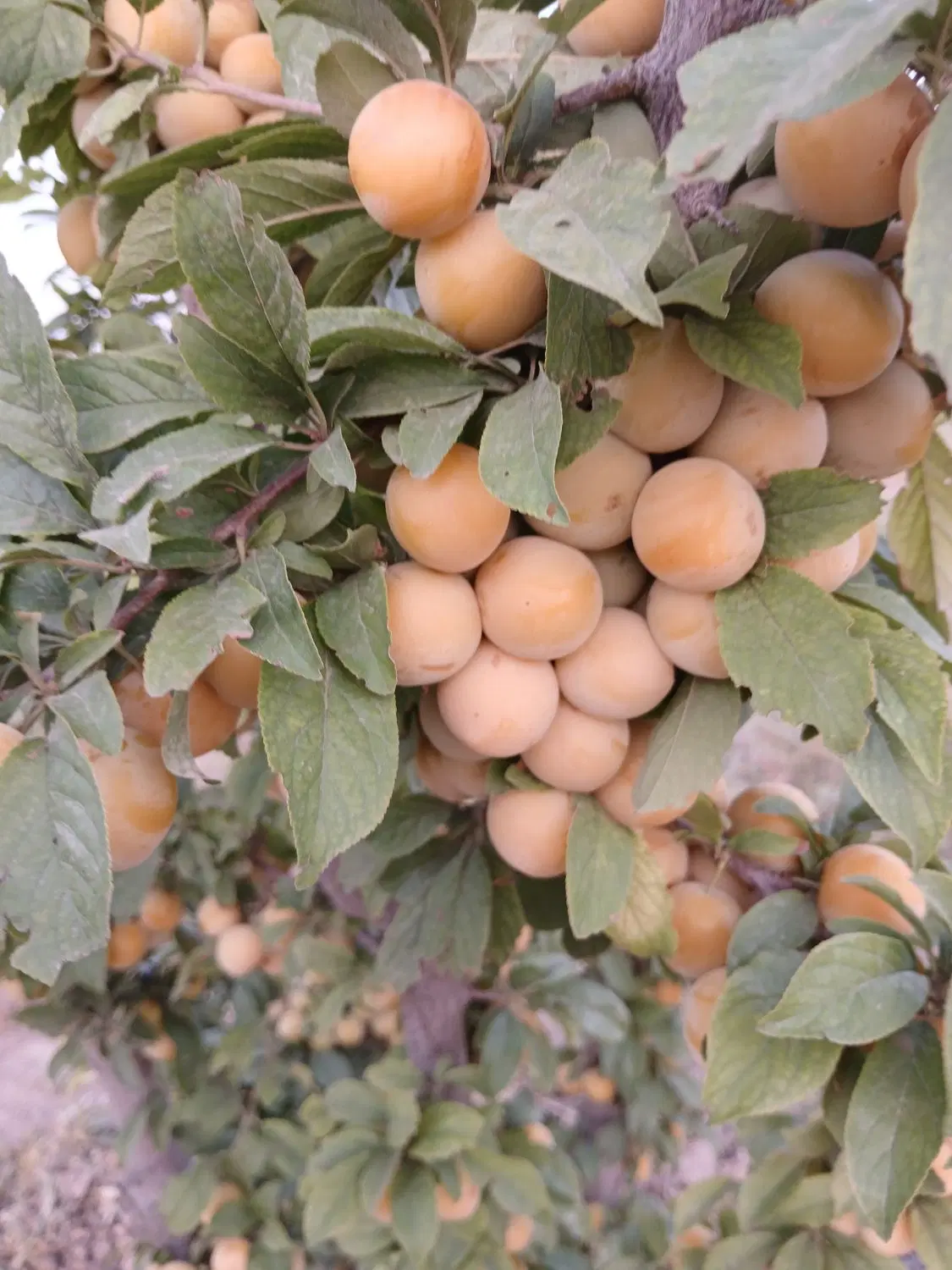 باغ