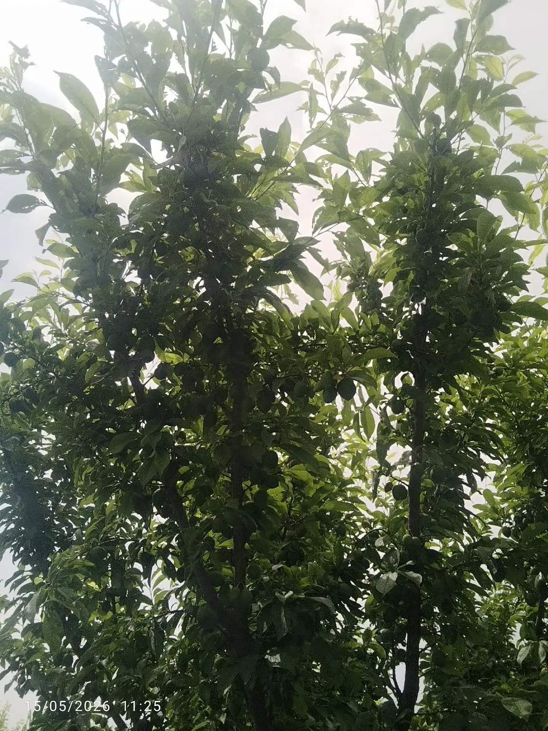فروش خانه ی مسکونی و حیاط ۱۲۰۰متر مربع
