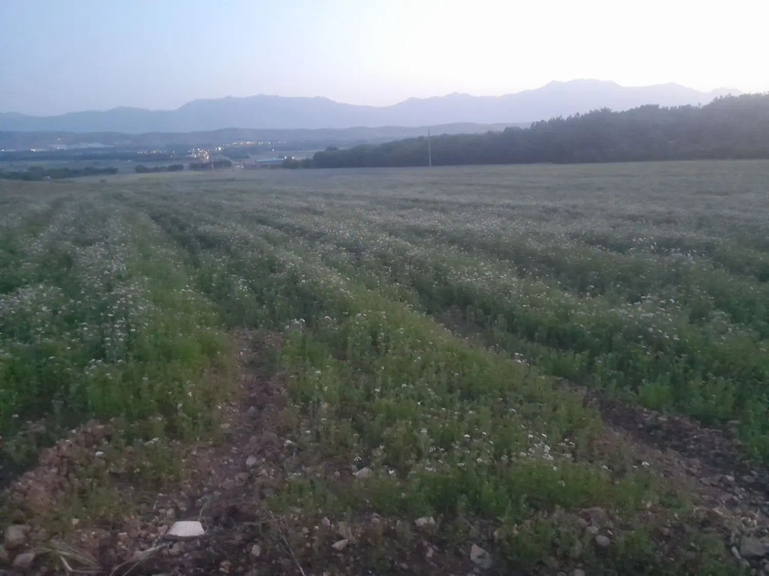 اجاره زمین دیم برای جا زنبور